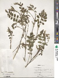 Amorpha fruticosa image