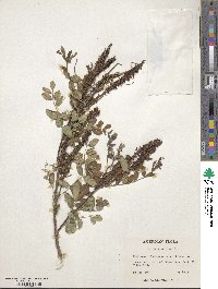 Amorpha fruticosa image