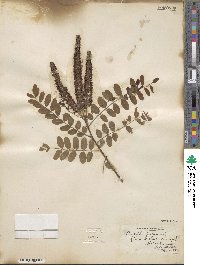 Amorpha fruticosa image