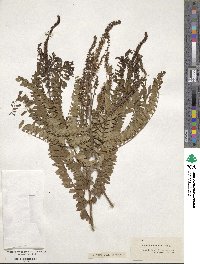 Amorpha herbacea image