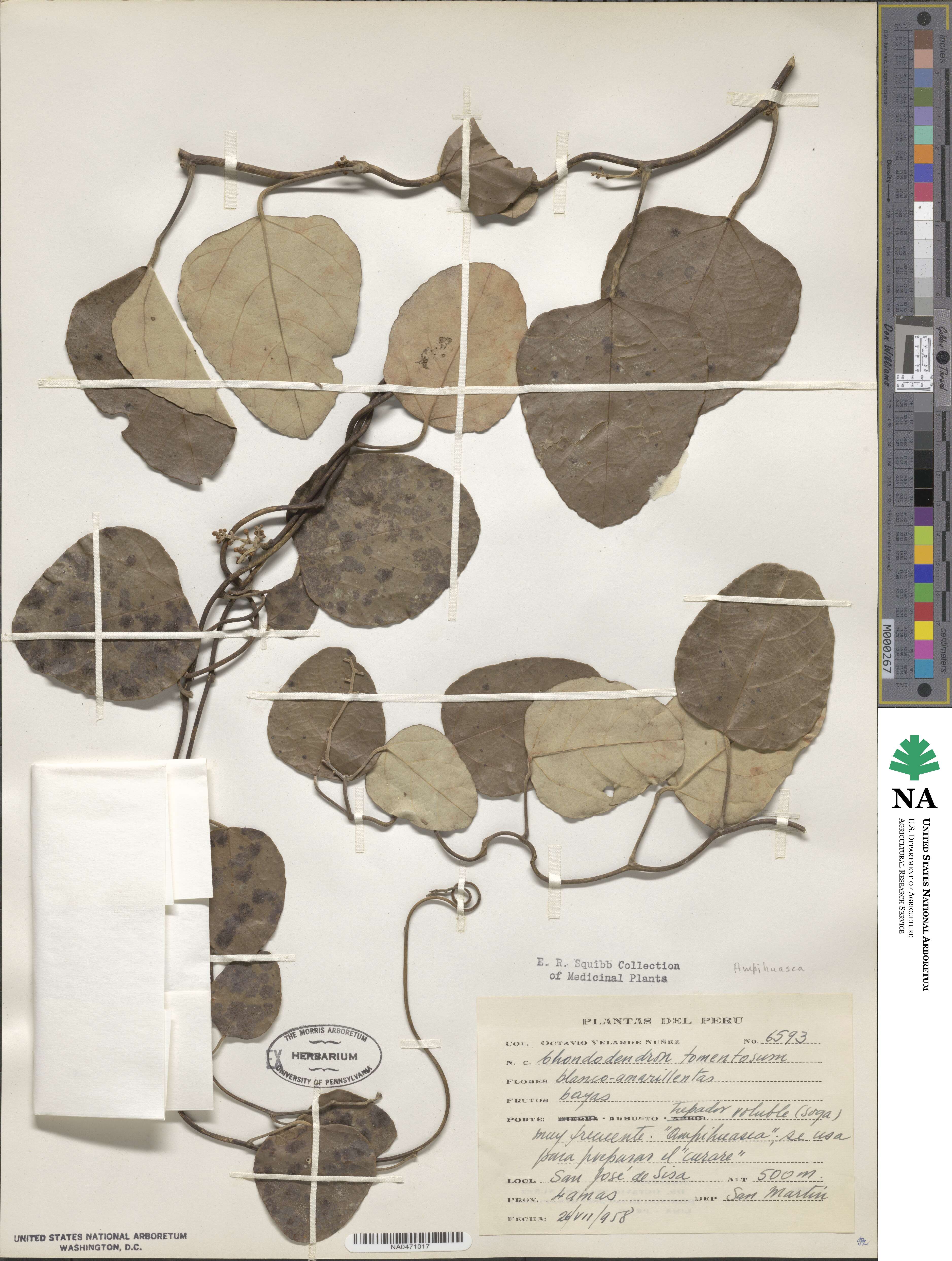 Chondrodendron tomentosum image