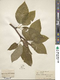 Magnolia acuminata image