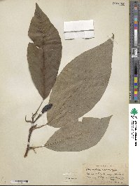 Magnolia acuminata image