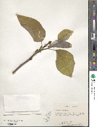 Magnolia acuminata image