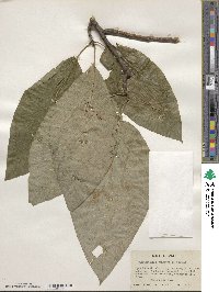 Magnolia acuminata image