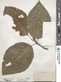 Magnolia acuminata image