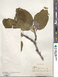 Magnolia acuminata image