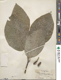 Magnolia acuminata image