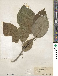 Magnolia acuminata image