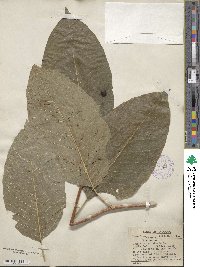 Magnolia acuminata image