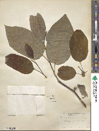 Magnolia acuminata image