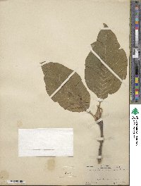 Magnolia acuminata image