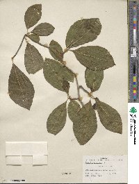 Magnolia acuminata image