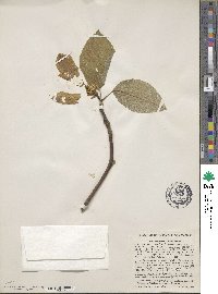 Magnolia acuminata image