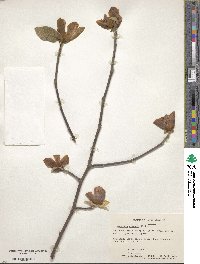 Magnolia acuminata image