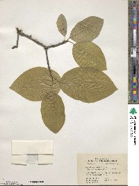 Magnolia acuminata image