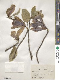 Magnolia acuminata image