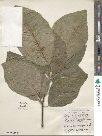 Magnolia acuminata image