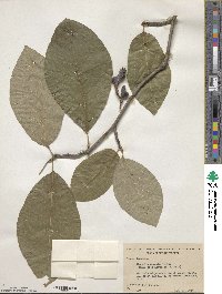 Magnolia acuminata image