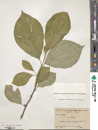 Magnolia acuminata image