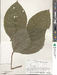 Magnolia acuminata image