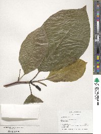 Magnolia acuminata image