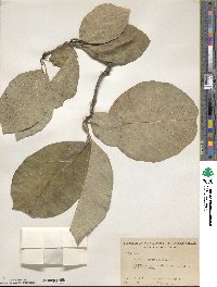 Magnolia acuminata image