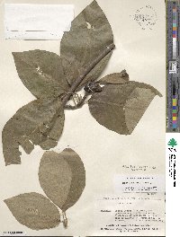 Magnolia acuminata image