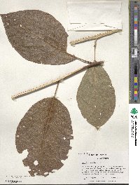 Magnolia acuminata image