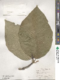 Magnolia acuminata image