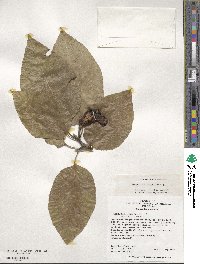 Magnolia acuminata image