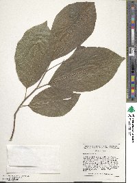 Magnolia acuminata image