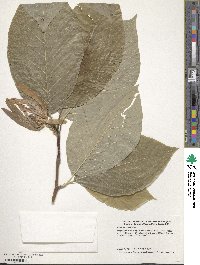 Magnolia acuminata image