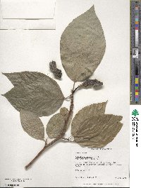 Magnolia acuminata image