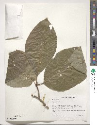 Magnolia acuminata image