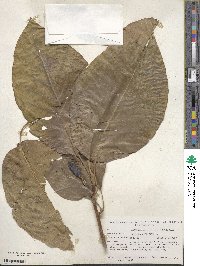 Magnolia acuminata image