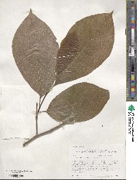 Magnolia acuminata image