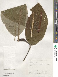 Magnolia acuminata image