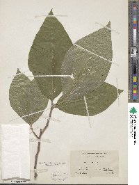 Magnolia acuminata image