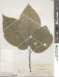 Magnolia acuminata image