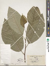 Magnolia acuminata image