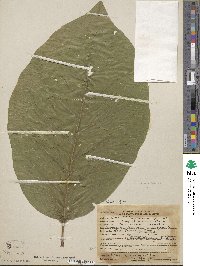 Magnolia acuminata image