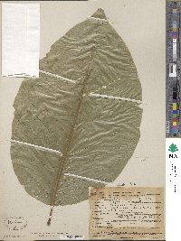 Magnolia acuminata image