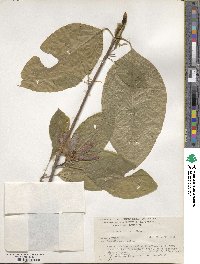 Magnolia acuminata image