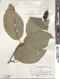 Magnolia acuminata image