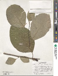 Magnolia acuminata var. subcordata image