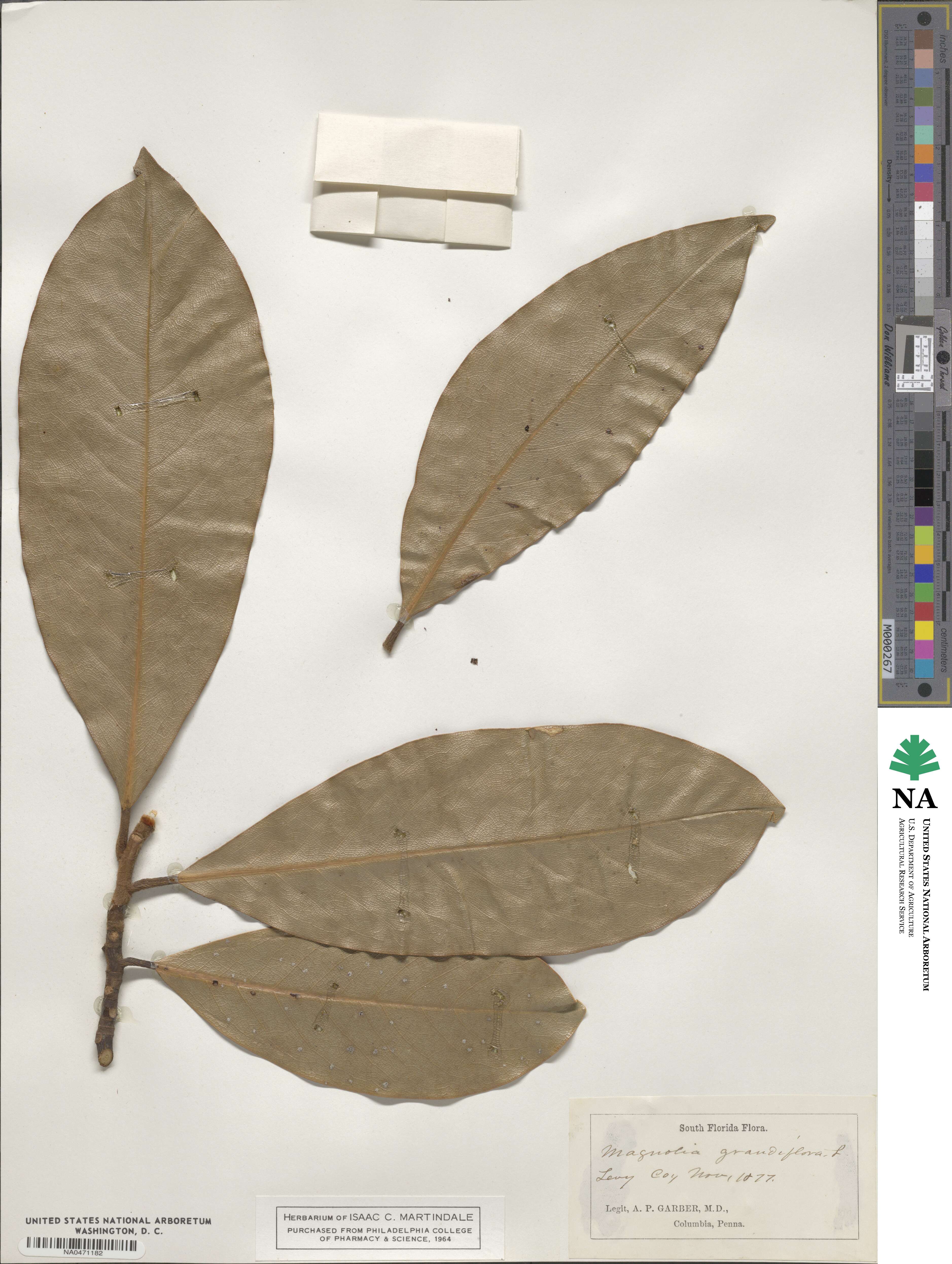 Magnolia grandiflora image