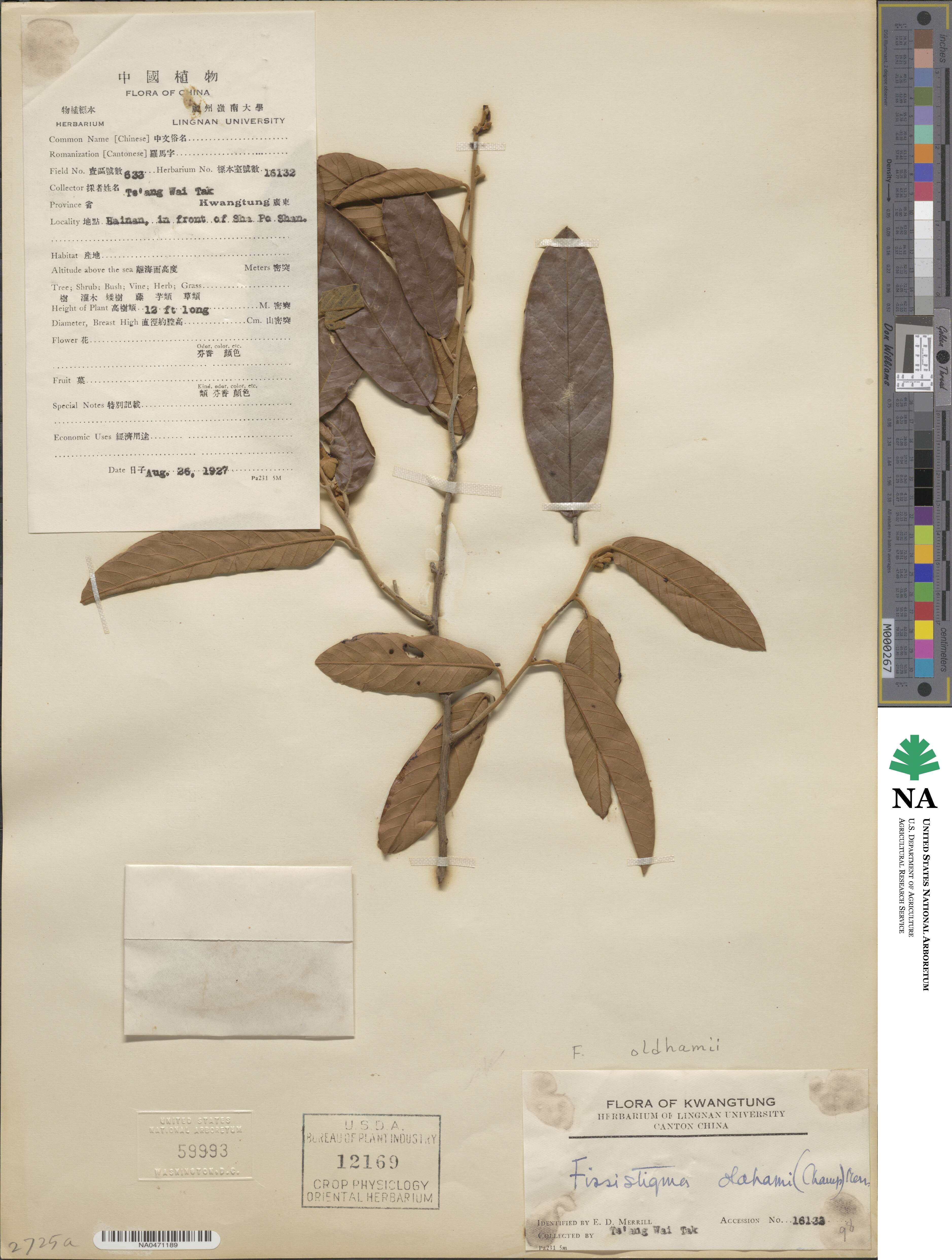 Fissistigma image