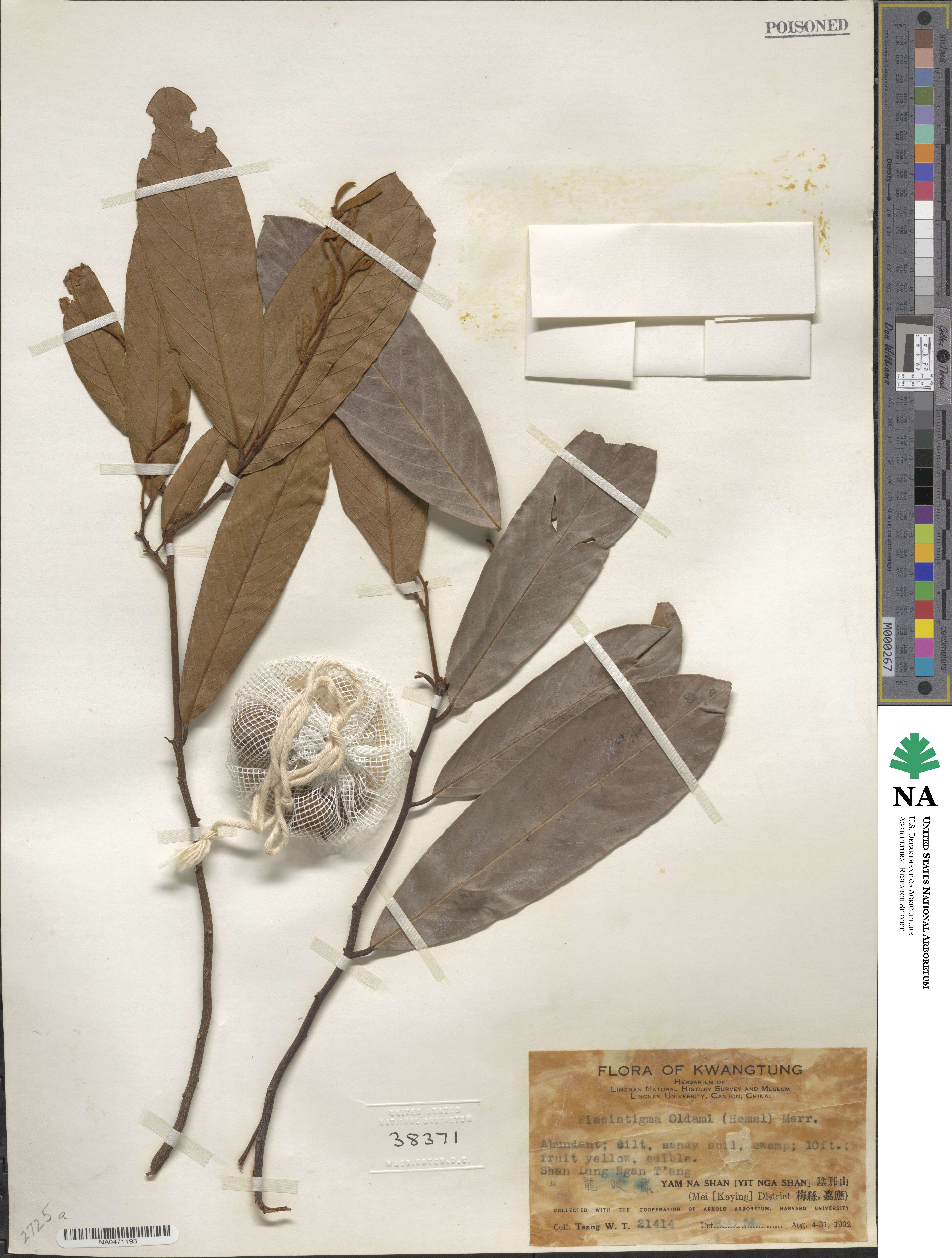 Fissistigma oldhamii image