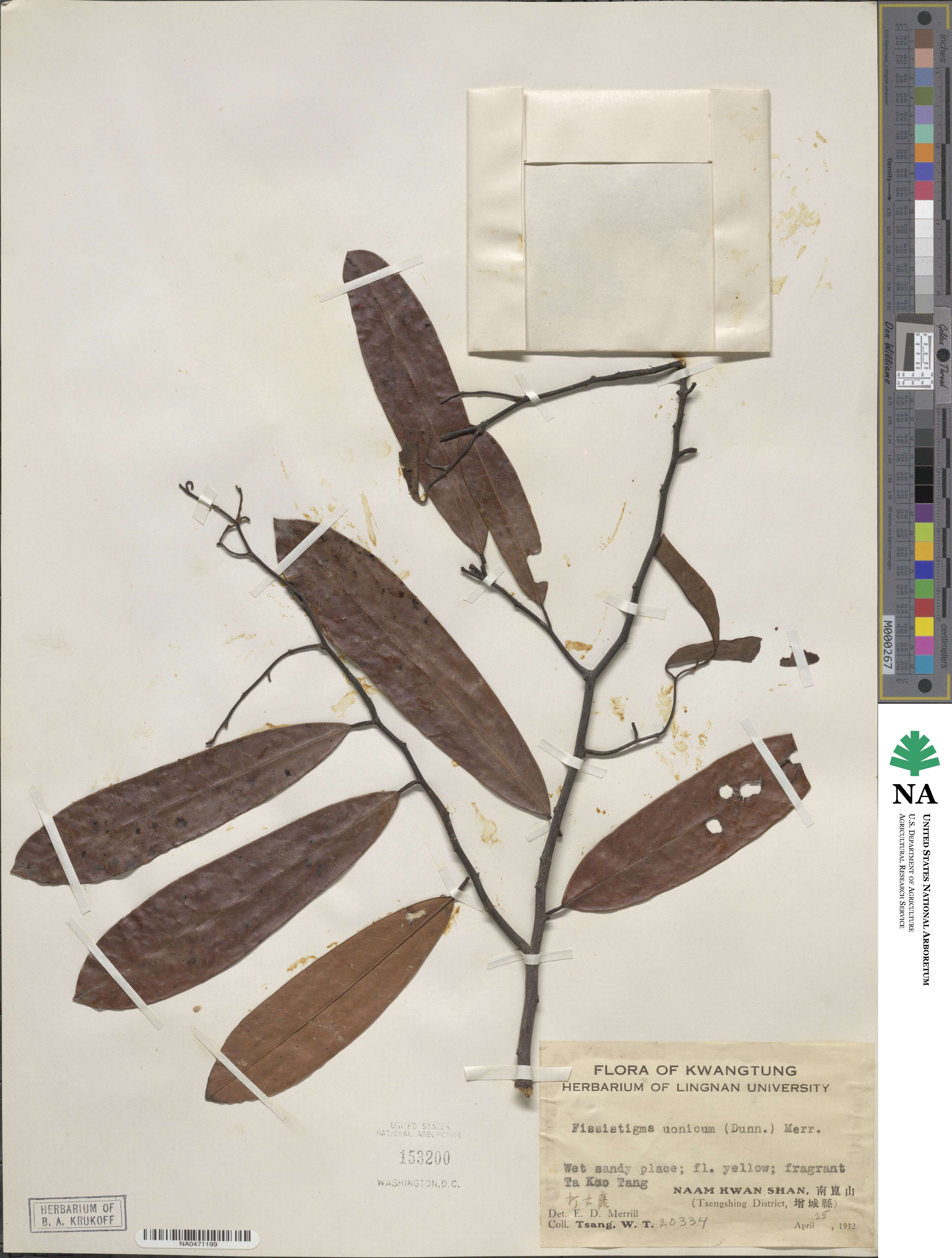Fissistigma uonicum image